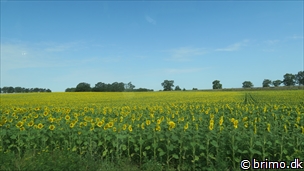 Miniature af billede nummer 10541