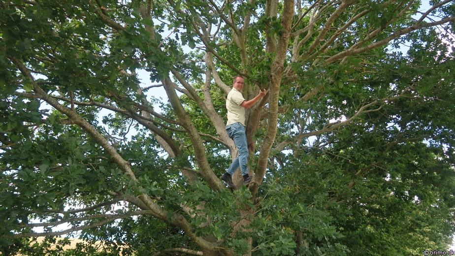 Billede nummer 12550