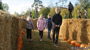 Miniature af billede nummer 12645