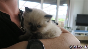 Miniature af billede nummer 12700