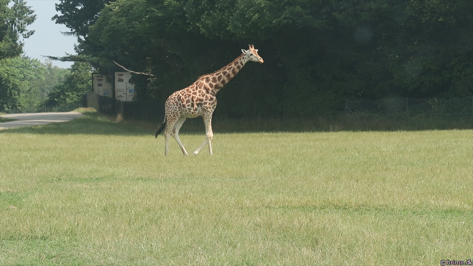 Billede nummer 12755