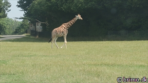 Miniature af billede nummer 12755