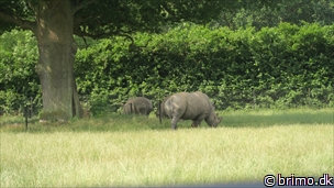 Miniature af billede nummer 12756