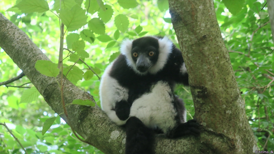 Billede nummer 12758