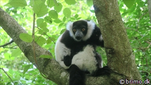 Miniature af billede nummer 12758