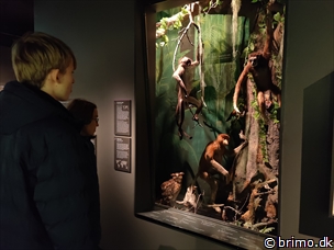 Miniature af billede nummer 13046