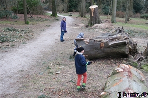 Miniature af billede nummer 5595