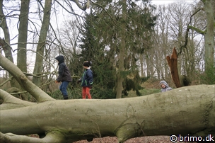 Miniature af billede nummer 5599