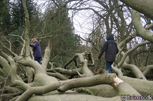 Miniature af billede nummer 5600