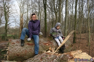 Miniature af billede nummer 5604