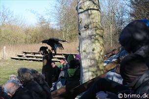 Miniature af billede nummer 6589