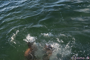 Miniature af billede nummer 6699