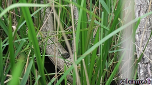 Miniature af billede nummer 6728