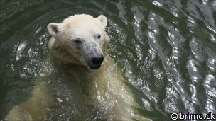 Miniature af billede nummer 6746