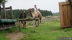 Miniature af billede nummer 6757