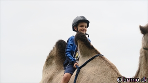 Miniature af billede nummer 6759