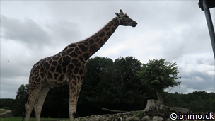 Miniature af billede nummer 6762